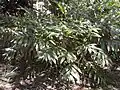 Alpinia caerulea.
