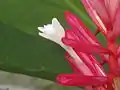 Fleur