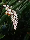Fleurs.
