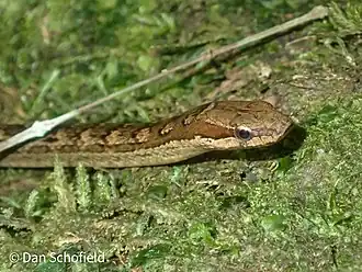 Description de l'image Alsophis rufiventris 186333918.jpg.
