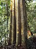 Tronc d'Alstonia scholaris ;