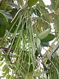 Fruits