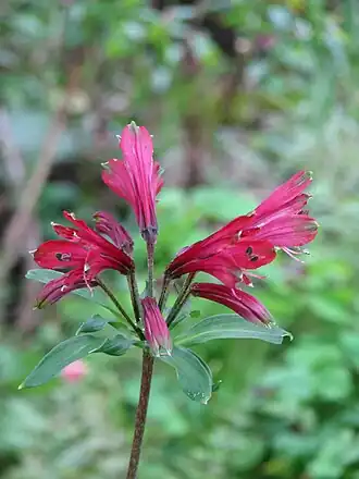 Description de l'image Alstroemeria brasiliensis - Flickr - peganum (1).jpg.