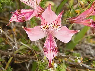 Description de l'image Alstroemeria hookeri Lodd. ssp. maculata by Pato Novoa - 003.jpg.
