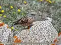 Photographie d'un Accenteur de l'Himalaya posé sur un rocher.