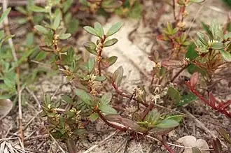 Description de l'image Alternanthera maritima 1.jpg.