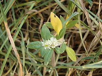 Description de l'image Alternanthera paronichyoides.JPG.