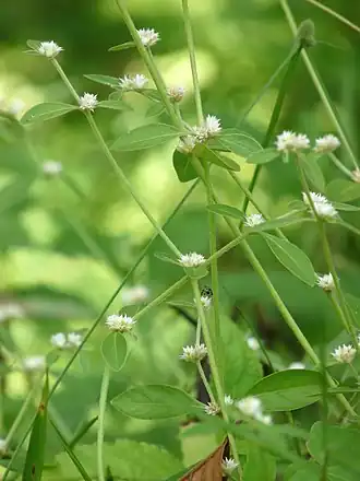 Description de l'image Alternanthera sessilis in Kadavoor.jpg.