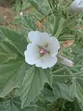 Guimauve officinale