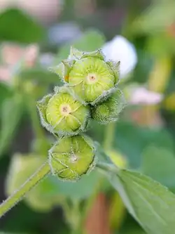 Fruits.