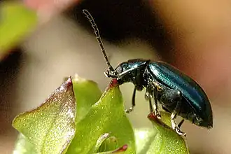 Description de l'image Altica.palustris.adult.jpg.
