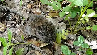 Description de l'image Alticola argentatus.JPG.