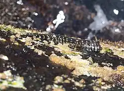 Alticus anjouanae