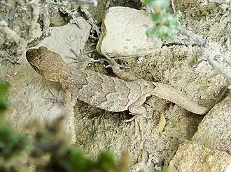 Description de l'image Altiphylax tokobajevi.jpg.