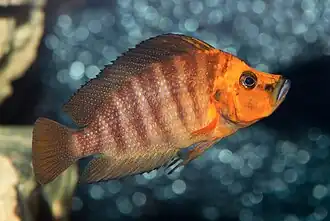 Description de l'image Altolamprologus compressiceps - Karlsruhe Zoo 01.jpg.
