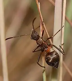 Juvénile myrmécomorphe d'Alydus calcaratus, à Berlin.