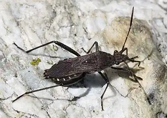 Alydinae : Alydus calcaratus, Zermatt