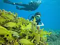 Récif de l'île de Cozumel (Mexique)