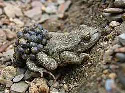 Un Crapaud accoucheur (Alytes obstetricans)