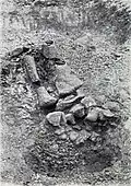 1909: découverte, en Afrique orientale allemande, près de Lindi, du fossile qui quelques années plus tard allait être attribué au genre Brachiosaurus et, en 1988 rebaptisé en Giraffatitan.
