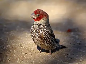 Amadine à tête rouge (Amadina erythrocephala)