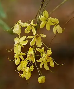 Inflorescence (Hyderâbâd, en Inde).