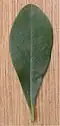 Feuille spatulée de l'euphorbe des bois