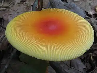 Cuticule bicolore et marge pectinée(Amanita jacksonii)