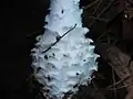 photo d'Amanita cokery