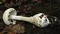 photo d'Amanita daucipes