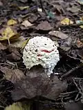 voile universel chez Amanita muscaria.
