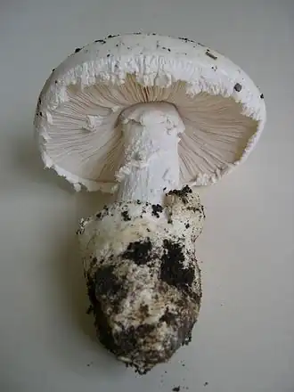 Marge appendiculée chez Amanita ovoidea