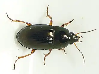 Description de l'image Amara familiaris1.jpg.
