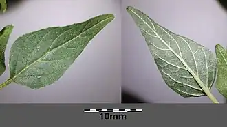 Feuille.