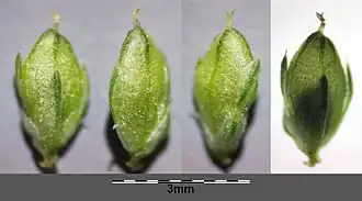 Fruits.