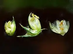 Fleurs mâles