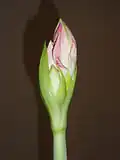 Bouton floral.