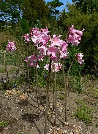 Amaryllis belladonna, floraison avant le feuillage
