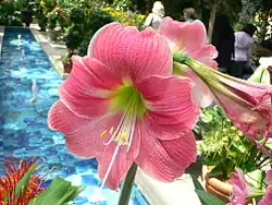 Fleurs d'un cultivar d'Hippeastrum, plus grosses.
