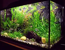 Un aquarium d'eau douce avec des plantes et différents poissons tropicaux.