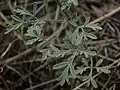 Amauriopsis dissecta (foglie 3-pennate)