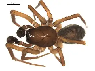 Description de l'image Amaurobius borealis 1.jpg.