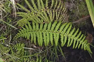 Description de l'image Amauropelta globulifera (6529373009).jpg.