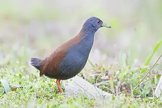 Marouette bicolore