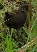 Immature (parc national d'Amboseli, Kenya)