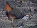 Amaurornis phoenicurus.