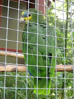 Amazone aourou