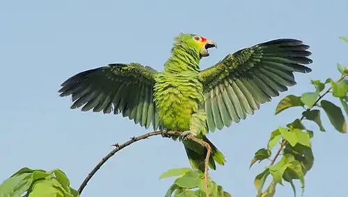 Amazone à lores rouges