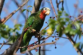 Amazone de Cuba