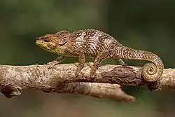 Un petit quadrupède formé de milliers de petits points avec une queue qui s'enroule sur elle-même.